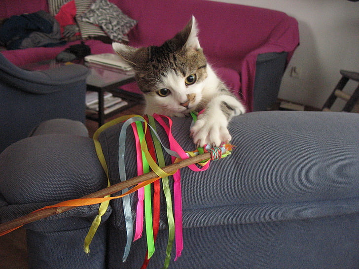 cat, fun, the ribbon, screen, colorful, colors, rainbow