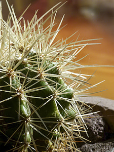Cactus, plante, épines, fermer, nature, gros plan, macro