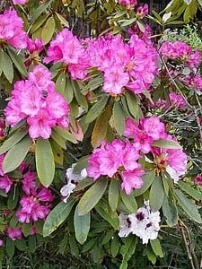 rododendron, rododendrony, vřesovcovité, jarní květiny, růžová, růžový květ