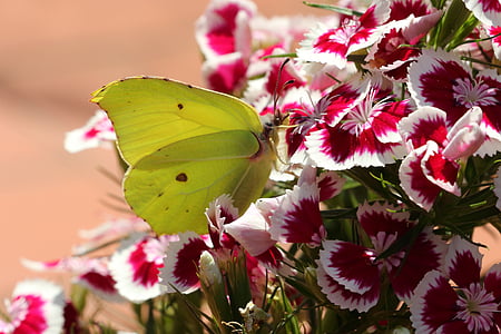 bướm, Gonepteryx rhamni, côn trùng, màu vàng, đóng, Thiên nhiên, động vật