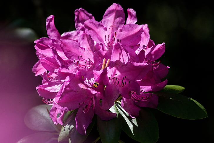 rododendron, Traub poznámky, doldentraub, květenství, Rod, z čeledi vřesovcovité, vřesovcovité