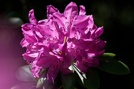 rhododendron, traub notes, doldentraub, inflorescences, genus, family of ericaceae, ericaceae