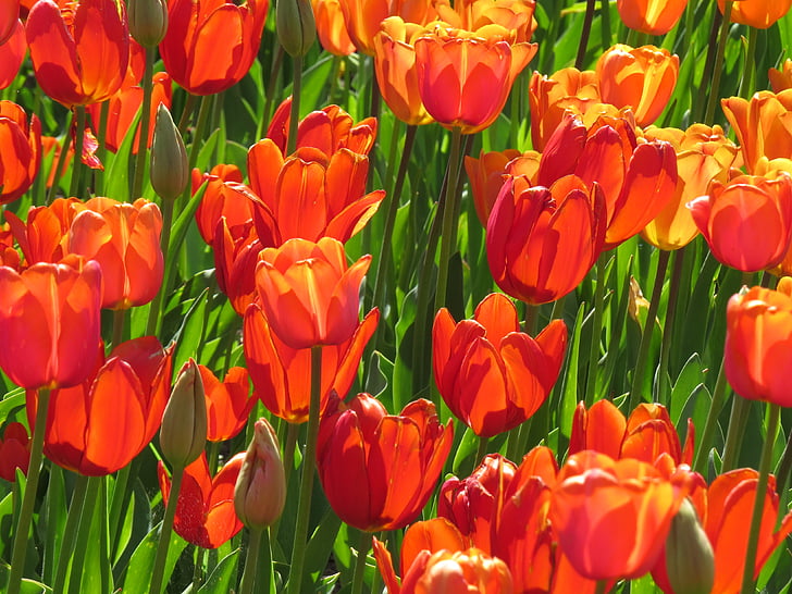 Tulip, merah, bunga