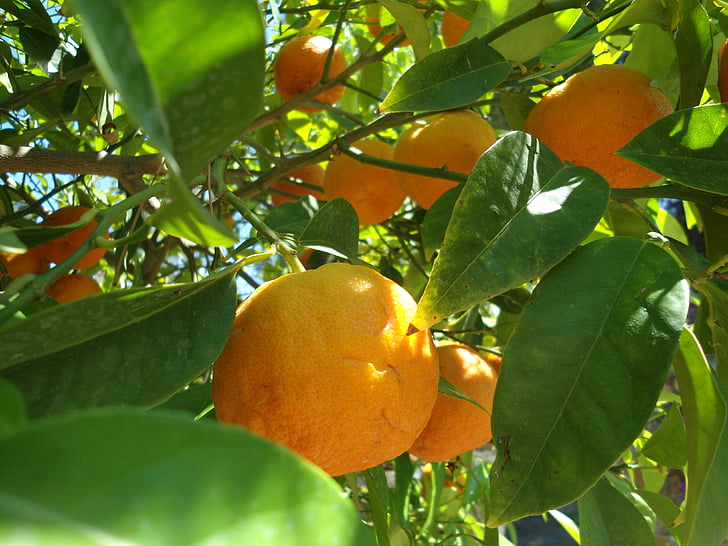 oranžová, ovoce, Frisch