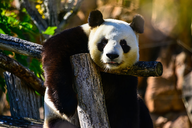 oso panda, Parque zoológico, flora y fauna, naturaleza, animal, piel, depredador