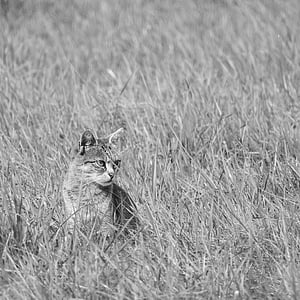 cat in the grass, cat, black and white, one animal, animals in the wild, animal wildlife, grass