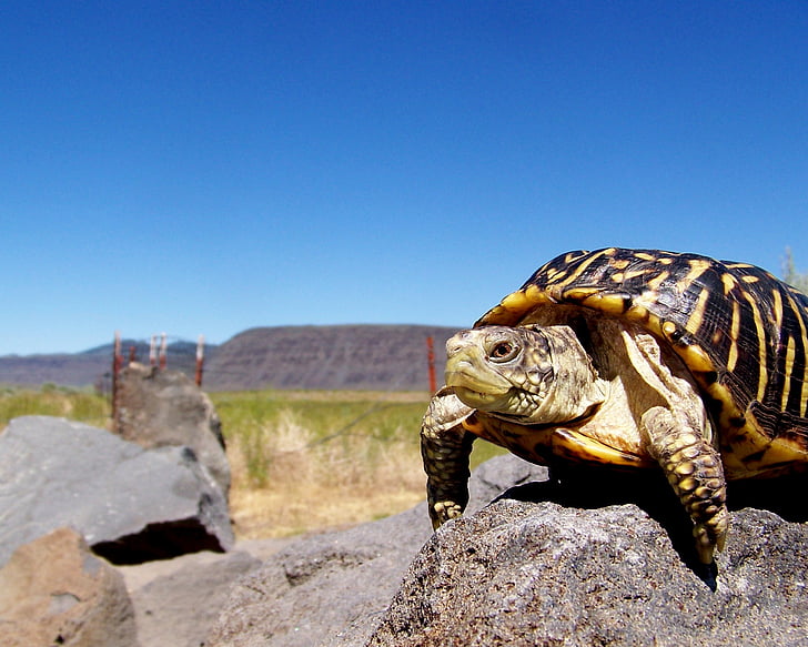 turtle, reptile, rock, shell, carapace, travel, mountain