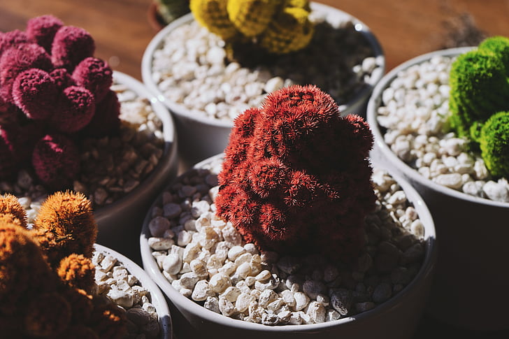 Bonsai, botaniska, Cactus, färgglada, färgglada, blomkrukor, småsten