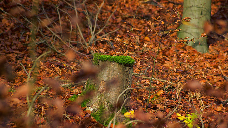 trees, nature, moss, autumn mood, landscape, forest, leaves