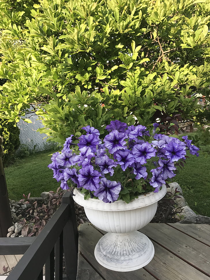 flowers, lila, purple, blossom, spring, garden, season