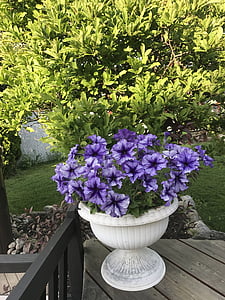 gėlės, Lila, violetinė, žiedų, pavasarį, sodas, sezono metu