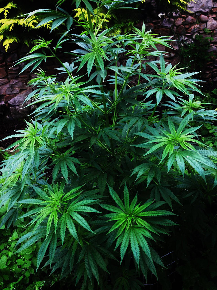 Cannabis, natur, blomst