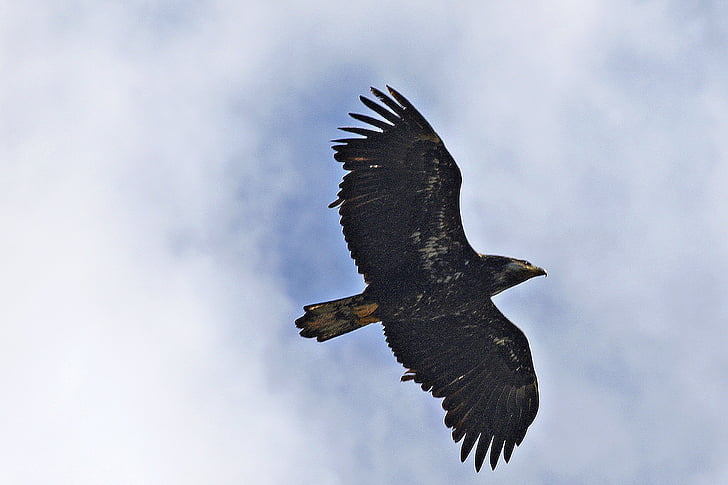 volant, àguila peixatera, Raptor, animal, ocell, natura, plomes