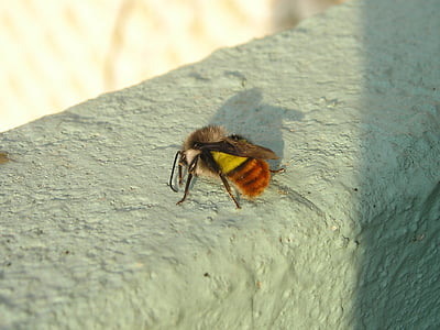 Nepal, abelha, Hummel, inseto, amarelo, laranja, animal