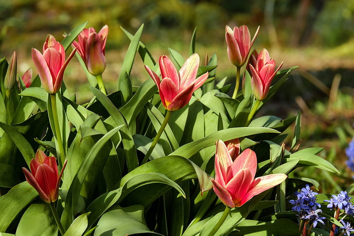 tulipány, květiny, Bloom, červená, žlutá, večerní slunce, jarní květiny