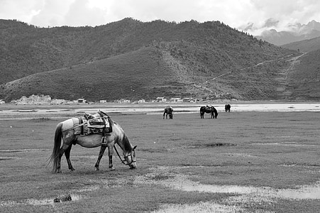 Yunnan Eyaleti ', çayır, at
