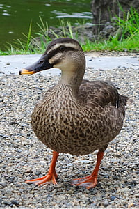 duck, mallard, bird, water bird, nature, duck bird, aquatic animals