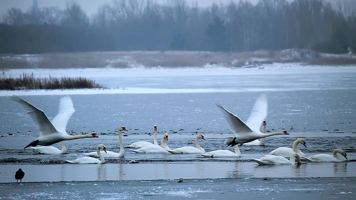 wintry, lake, swans, frozen, snow, slurry, hazy