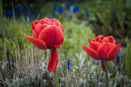 Tulip, blomst, forår, natur, plante, haven, dråber