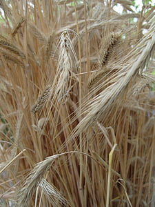 pšenice, pole, kolos, obiloviny