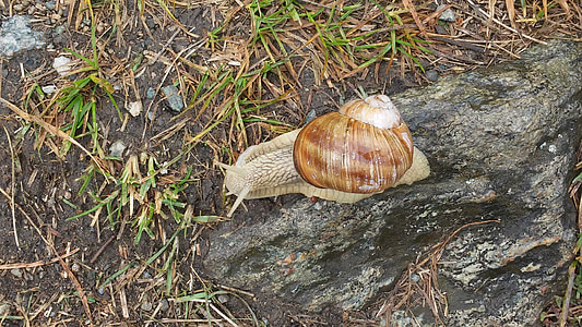 蜗牛, 普拉多, 阿尔卑斯山, 缓慢