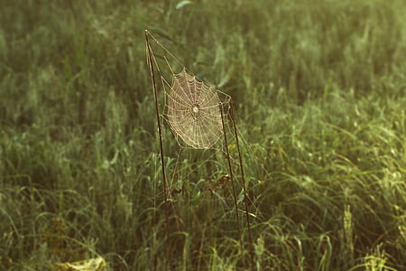 Cobweb, Jaringan, spin, alam, konservasi alam, Reed, matahari pagi