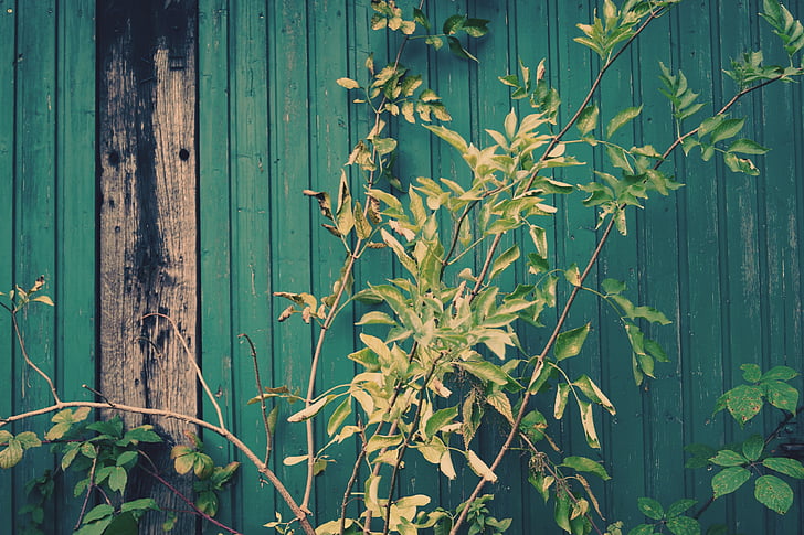 green, leaves, wall, wood, wooden wall, plant, barn