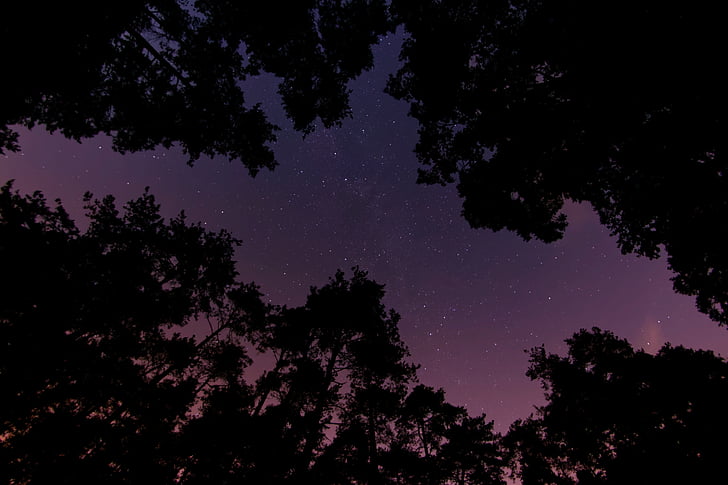 escuro, à noite, ao ar livre, silhueta, céu, estrelas, árvores