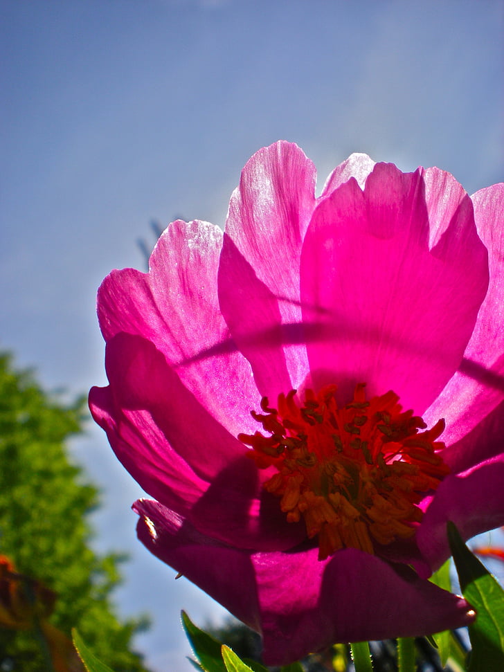 fleur, rouge, Himmel, été, nature, plante, pétale