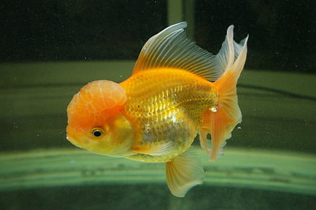 Zlatna ribica, riba, akvarij, pod vodom, tijekom, morski život, narančasta