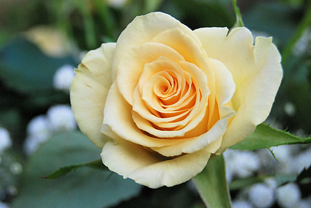 Rose, Bloom, jaune, romantique, jardin, fleur, floral