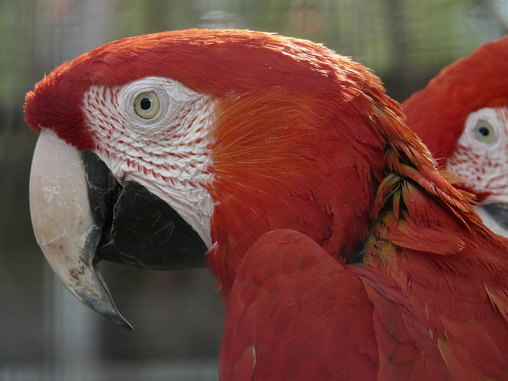 roheline papagoi, papagoid, tume punane ara, Värviline, Värv, punane, Ara chloropterus