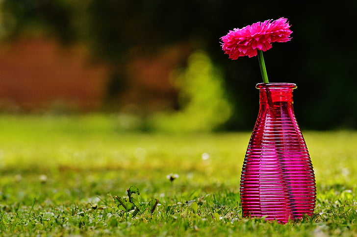 vaza, sticlă, floare, decor, roz, transparente, Deco