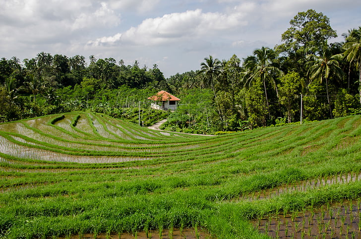 žalia, ryžių, lauko, žaliavinių ryžių lauku, medžiai, atogrąžų, žemės ūkis