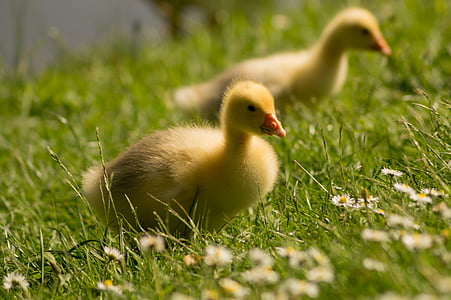 two, yellow, ducklings, grass, chicks, ducks, birds