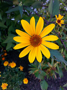 Κίτρινο, λουλούδι, κίτρινο λουλούδι, καλοκαιρινό λουλούδι, το καλοκαίρι, φυτό, Κήπος