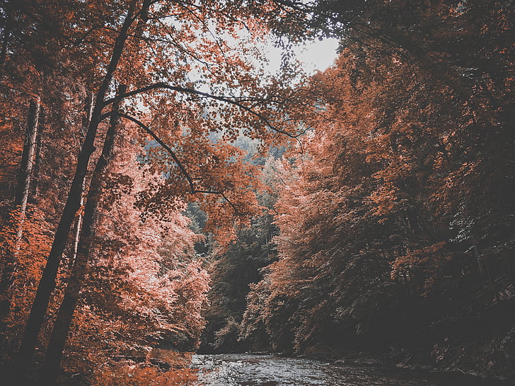 hösten, skogen, naturen, floden, träd, vatten, träd