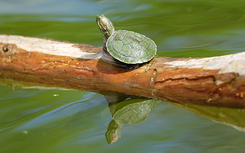 turtle, nature, animal, wildlife, water, tortoise, green