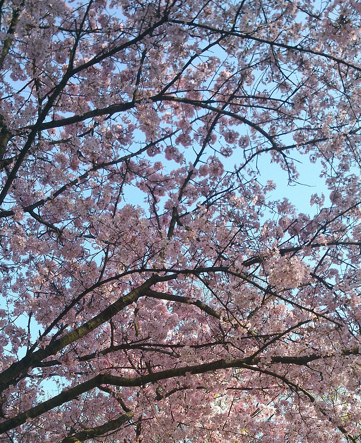 wild cherry, tree, pink, sky, nature, pink Color, springtime