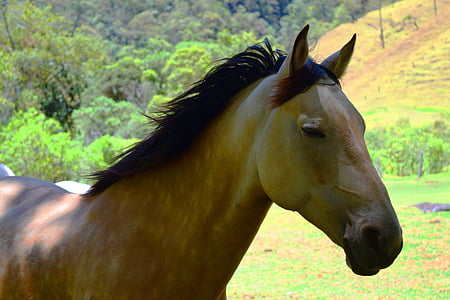 paard, Salento, Cocora, platteland