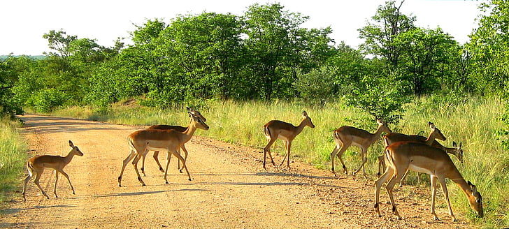 Kruger Nemzeti park, Dél-Afrika, Impala, vadon élő állatok, természet, Afrika, antilop