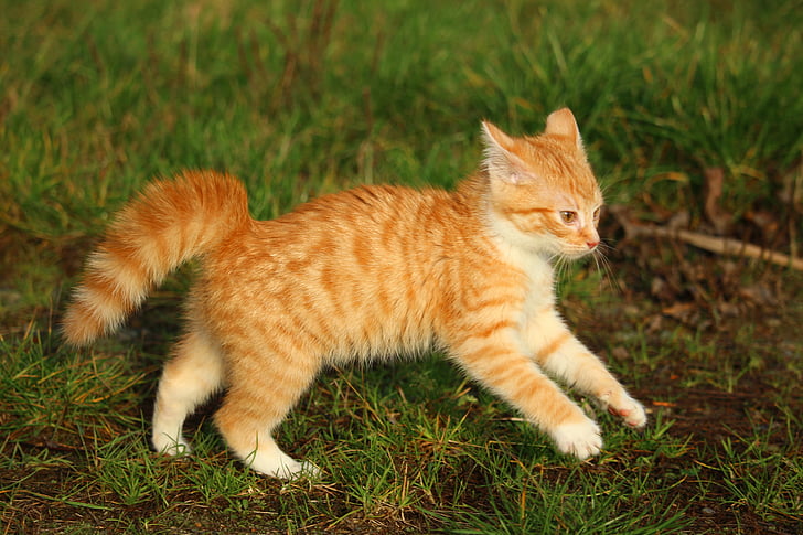 kotek, czerwony pręgowany tygrysio, Kot dziecko, Kot, jesień, figlarny, łąka