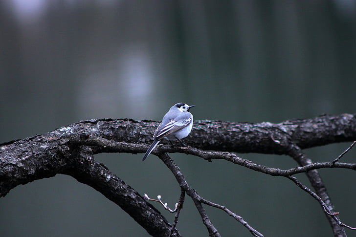 bird, nature, branch, cold, loneliness, fluffy, wallpaper