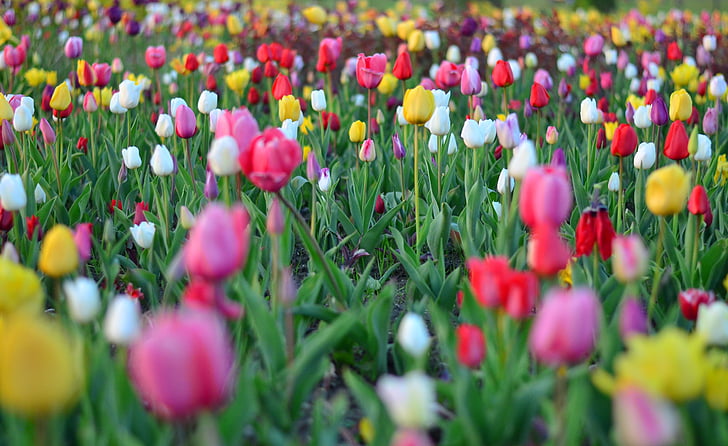 tulipani, Crveni, žive boje, priroda, Turska, proljeće, biljka