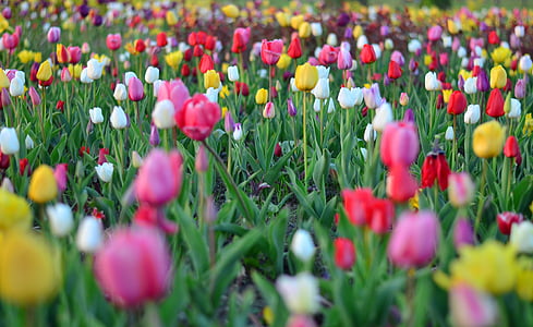 Tulpen, rot, leuchtende Farben, Natur, Turkei, Frühling, Anlage