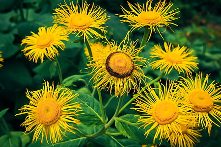flower, yellow flower, yellow, plant, blossom, bloom, nature