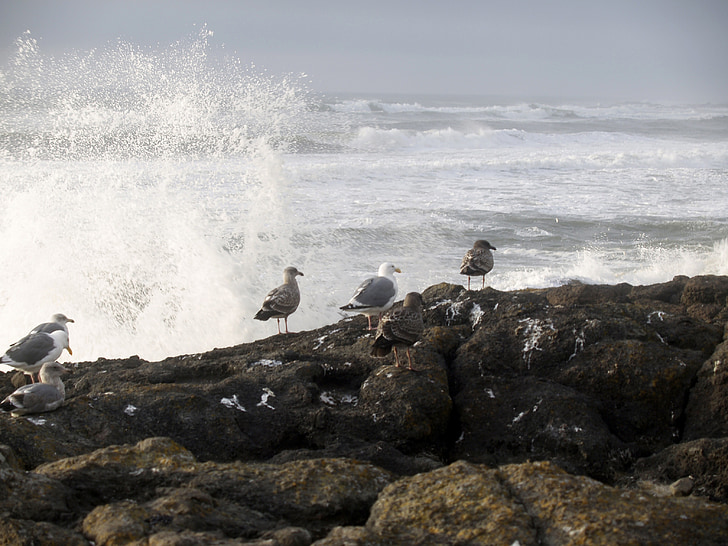 seagulls, birds, waves, pacific, rocks, water, ocean