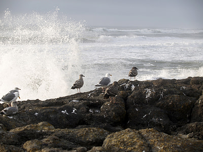 seagulls, putni, viļņi, Klusā okeāna, akmeņi, ūdens, okeāns