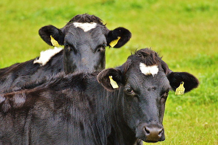 vaches, noir, vache, viande bovine, noir et blanc, animal, Agriculture