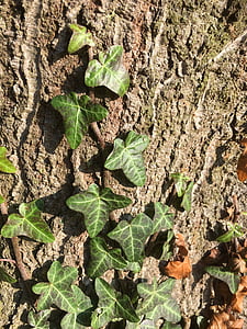 Denník, starý strom, pokrútené, Ivy, Príroda, kôra, Leaf
